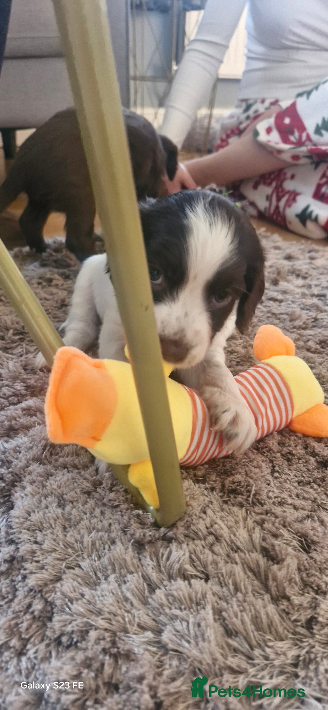 Cocker Spaniel dogs for sale: 5 Beautiful working cocker spaniel puppies  - Advert 3