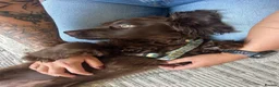 Cocker Spaniel dogs for sale: Female chocolate cocker  - Advert 3