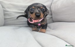 Miniature Dachshund dogs for sale: KC Registered miniature Dachshund Puppies - Image 11