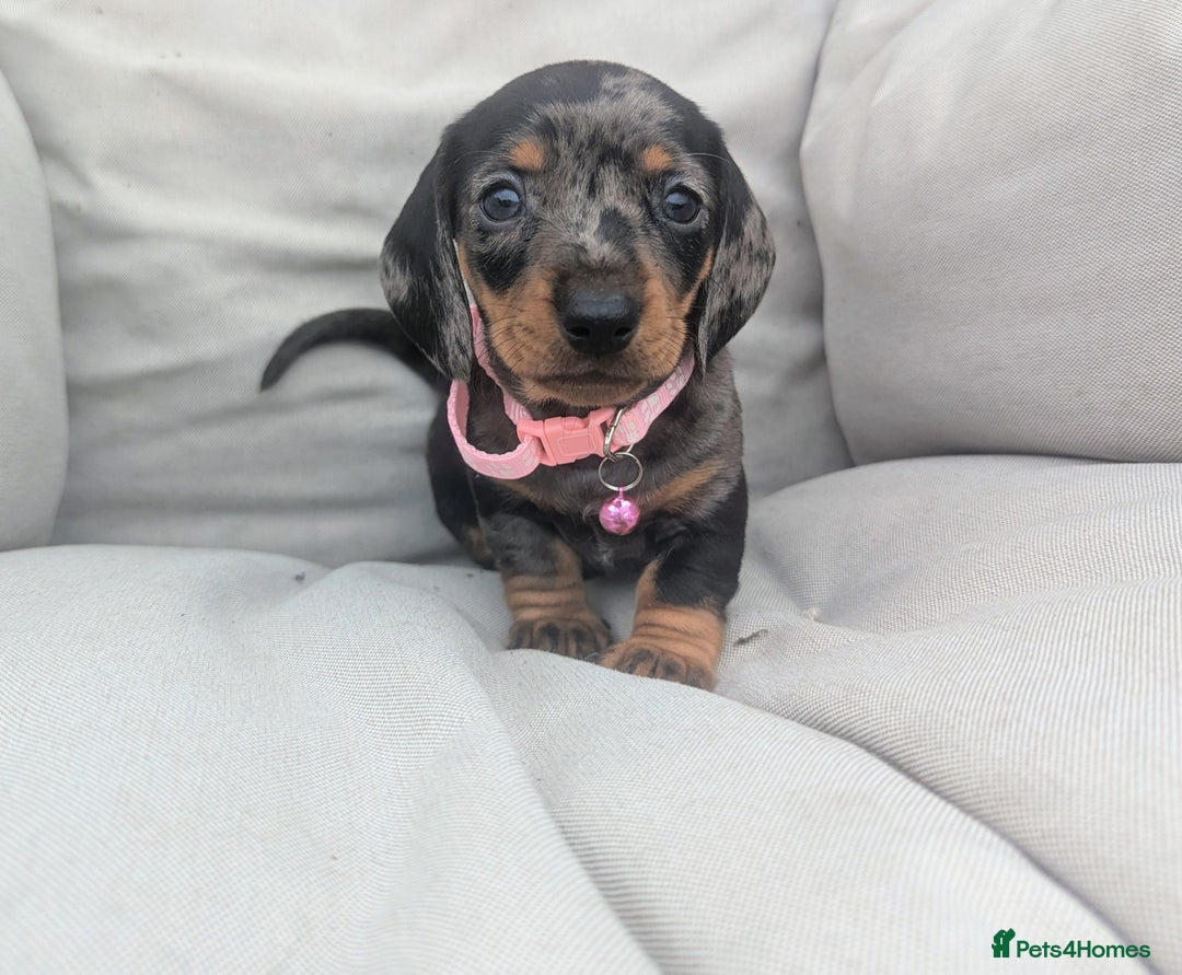 Miniature Dachshund dogs for sale: KC Registered miniature Dachshund Puppies - Image 11