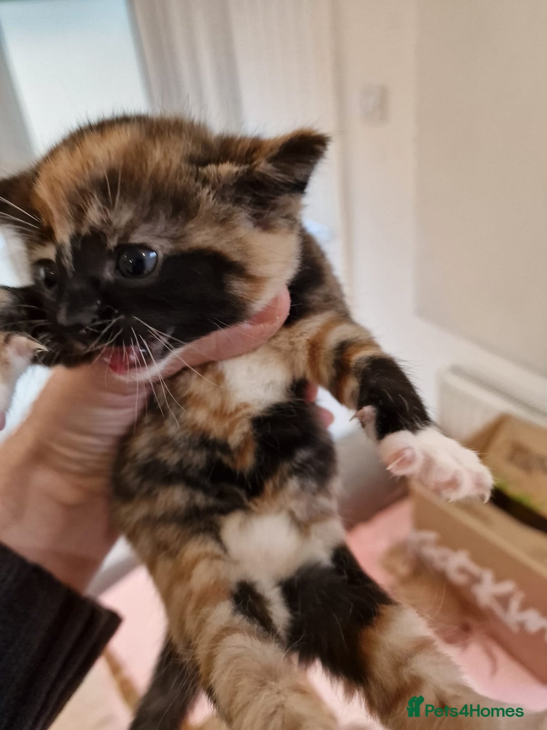 Mixed Breed cats for sale: Very special tortie and white girl - Advert 17