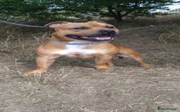 Staffordshire Bull Terrier dogs for sale: RED STAFFORDSHIRE BULL TERRIER consider Co-owner - Image 6