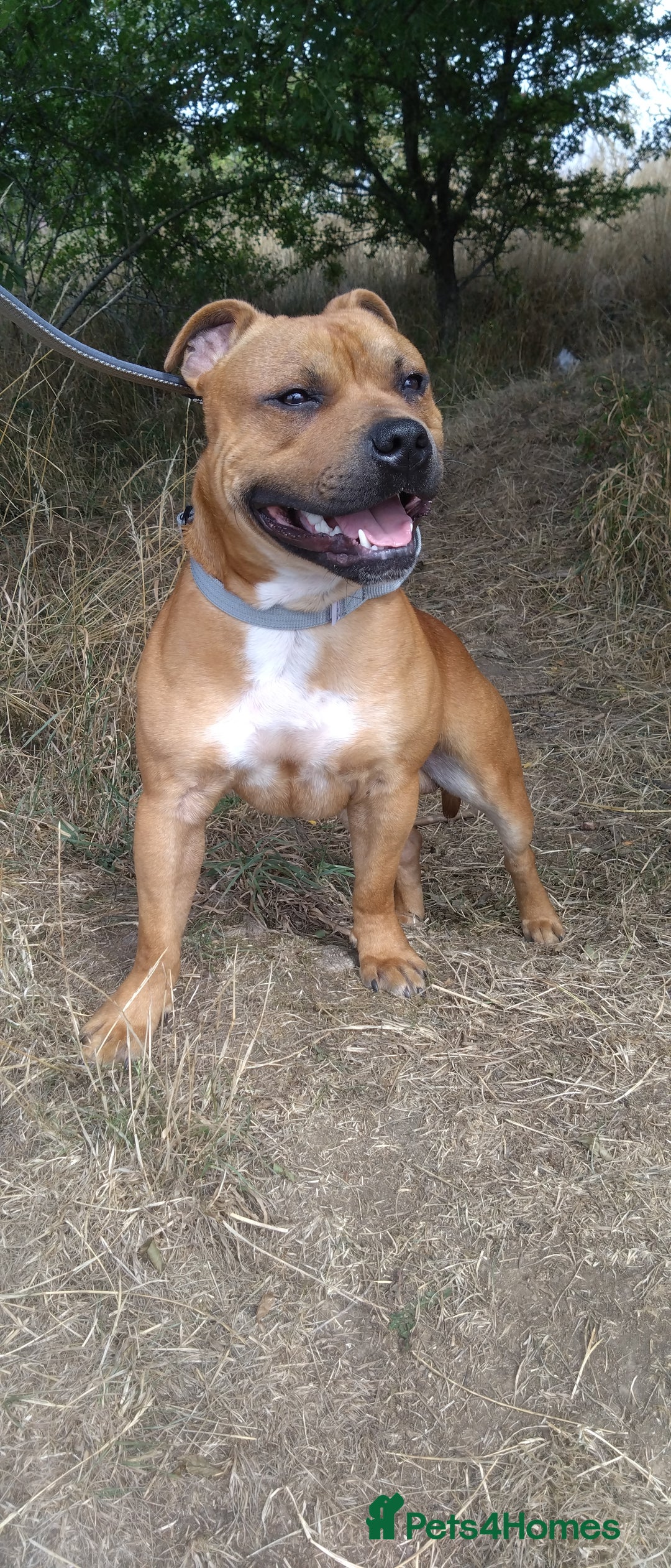 Staffordshire Bull Terrier dogs for sale: RED STAFFORDSHIRE BULL TERRIER consider Co-owner - Image 6