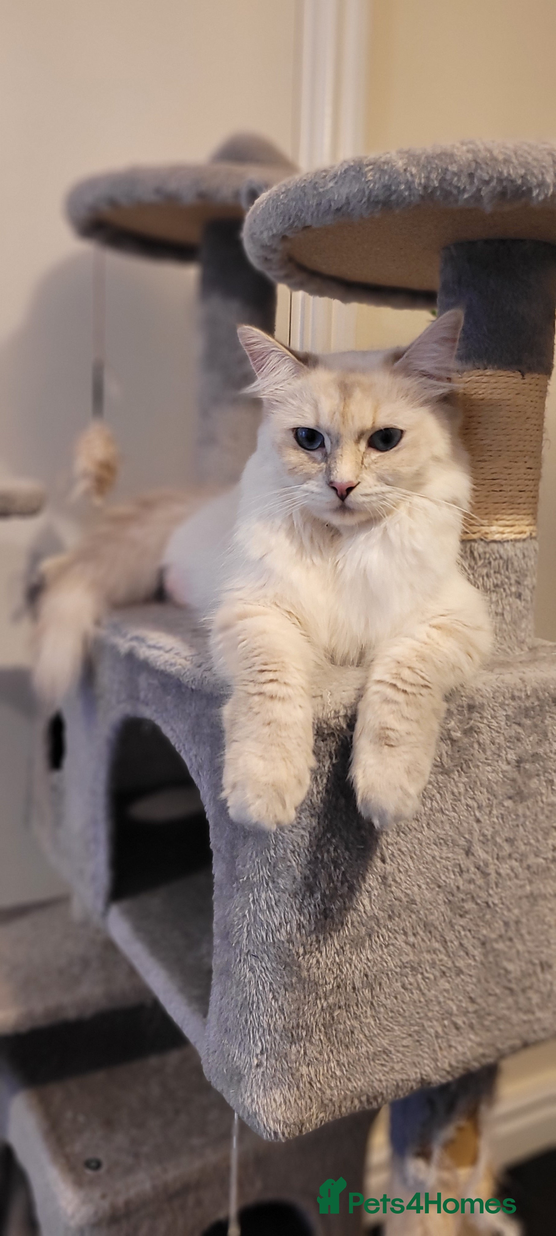 Ragdoll cats Beautiful fluffy white Ragdoll kittens! - Advert 1