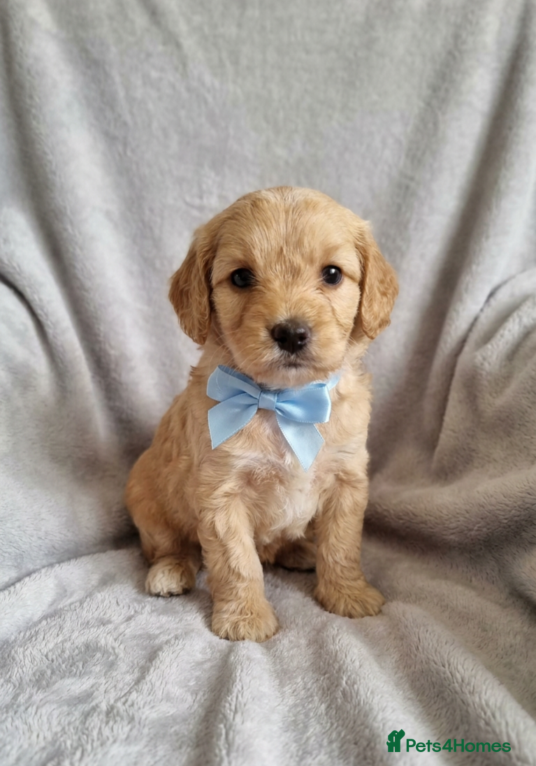 Cavapoo dogs F1 Cavapoos  - Advert 1