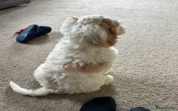 Cockapoo dogs for sale: 1 girl ready now cockapoo  - Image 4