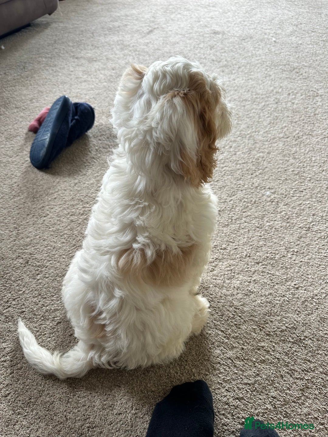 Cockapoo dogs for sale: 1 girl ready now cockapoo  - Image 4