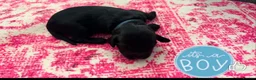 Mixed Breed dogs for sale: Cavapoo/cockapoo - Advert 1