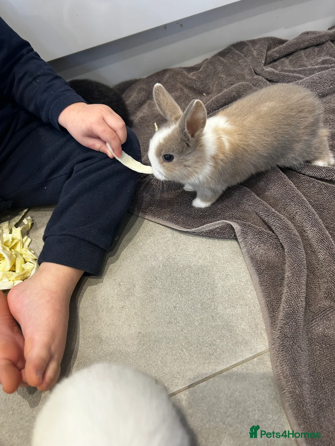 Mixed Breed rabbits for sale: Ready in a week mini lop x lop - Advert 4