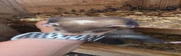 Ferret rodents for sale: Ferret kits for sale  - Advert 7