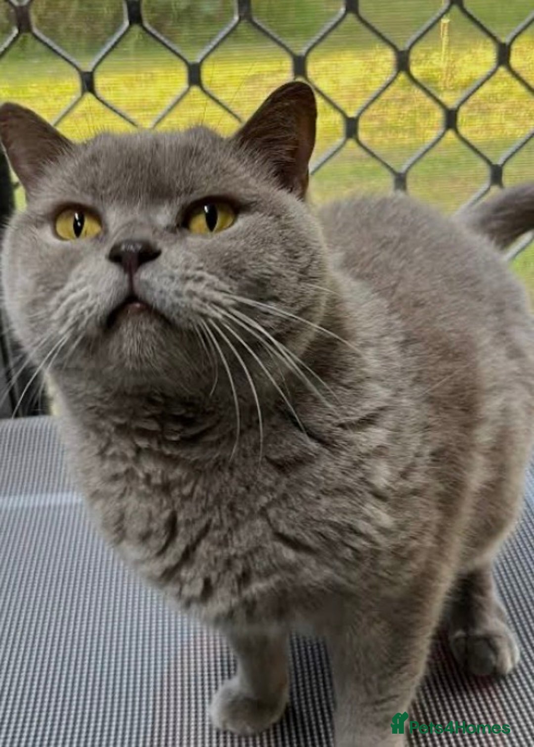 British Shorthair cats for sale: British shorthair x sypnx kitten for sale - Advert 9