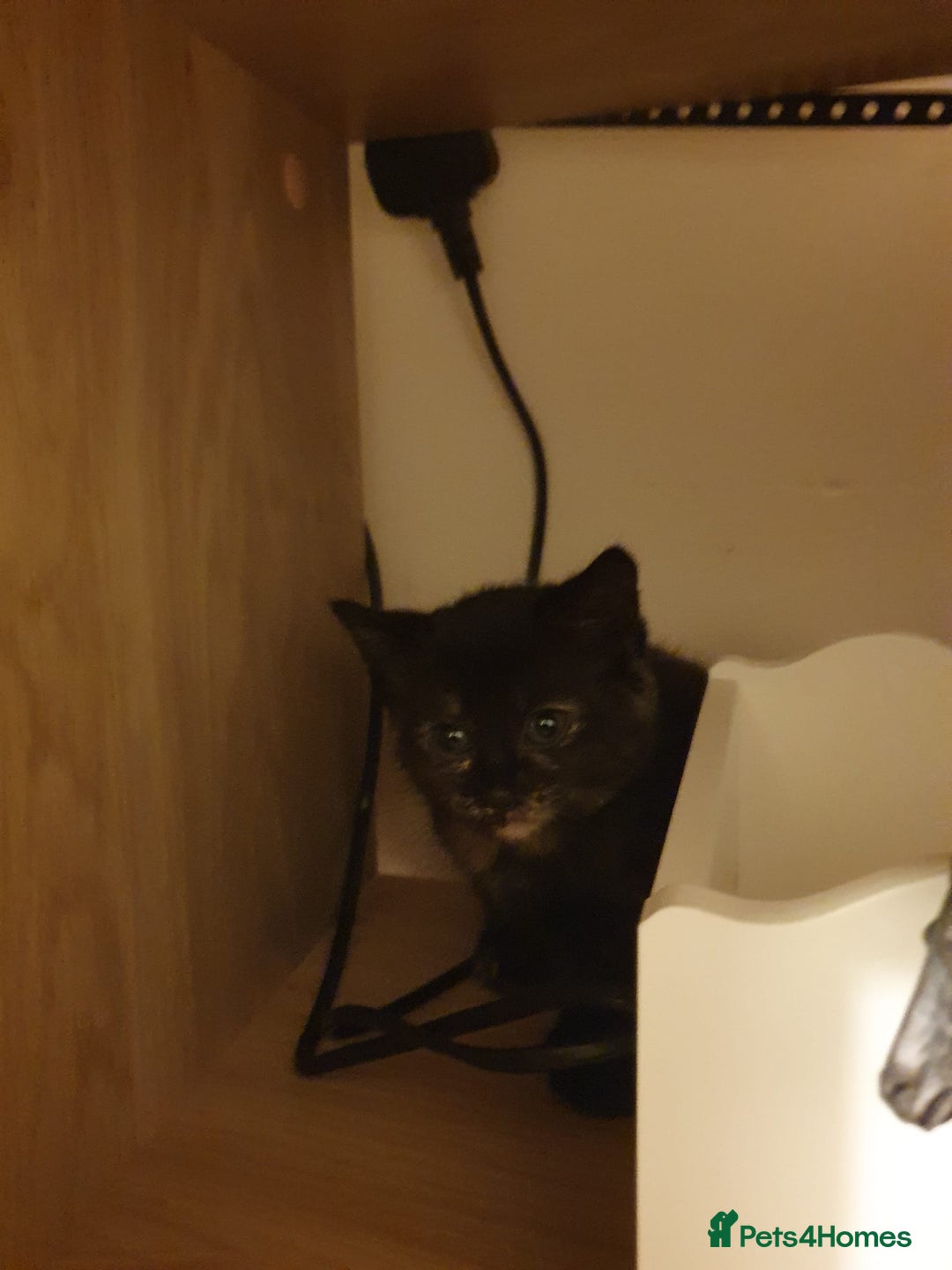 Maine Coon cats for sale: Maine coon kittens - Advert 3