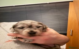 Dachshund dogs for sale: 2 beautiful girls - Image 16