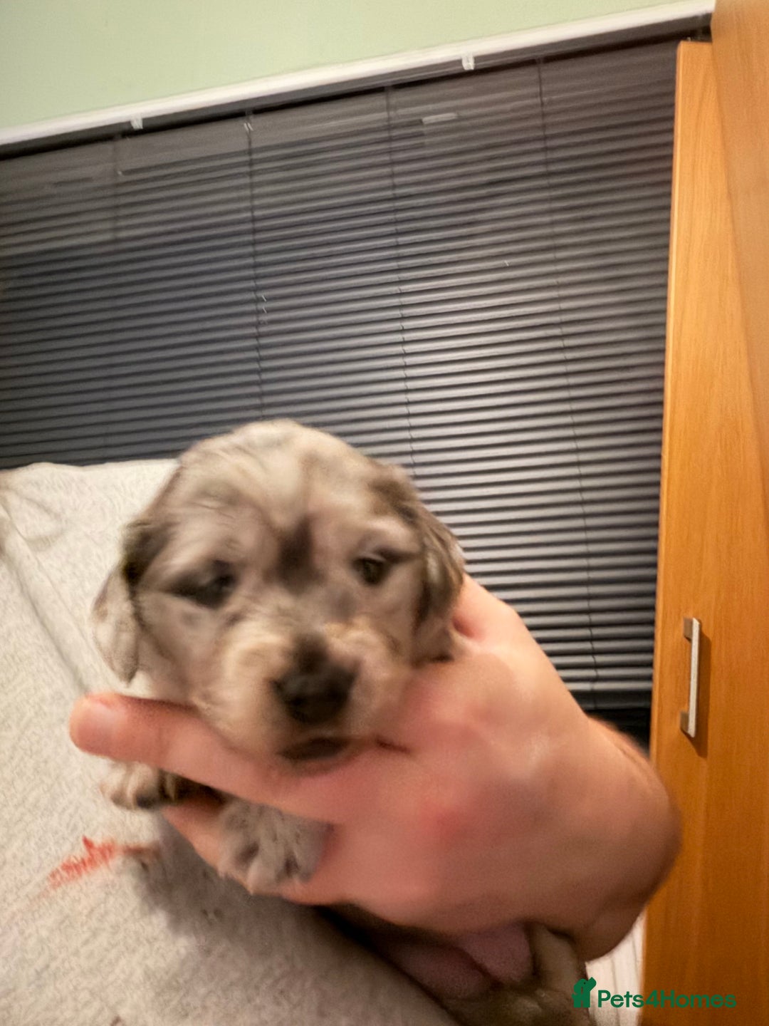 Dachshund dogs for sale: 2 beautiful girls - Image 16