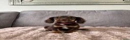 Cocker Spaniel dogs for sale: BEAUTIFUL CHOC AND TAN COCKER PUPS READY NOW!  - Advert 37