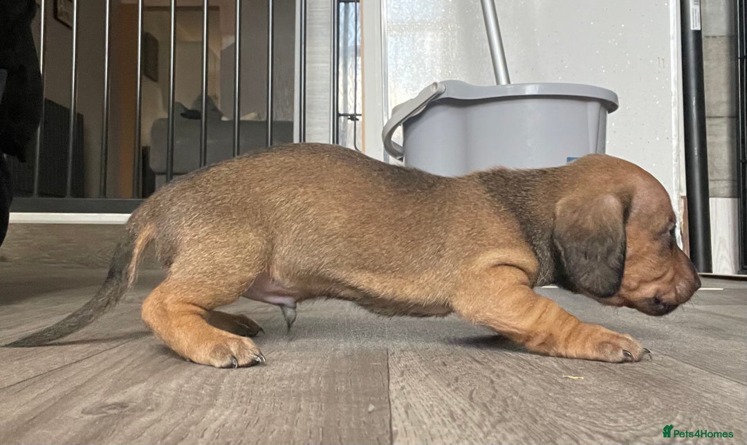 Miniature Dachshund dogs for sale: Smooth haired Miniature dachshunds - Image 17