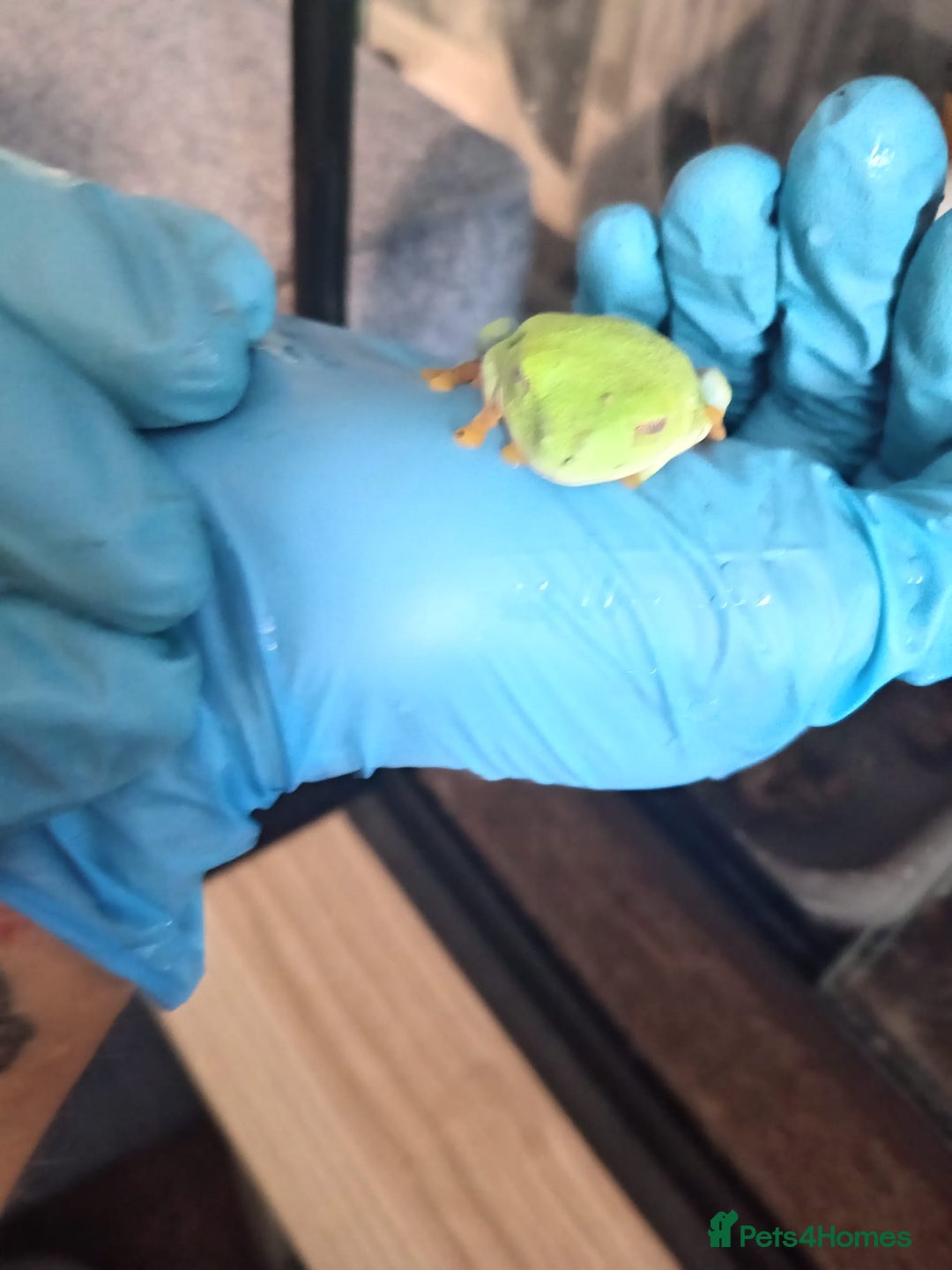 Frog reptiles for sale: Two baby red eye tree frogs - Image 3