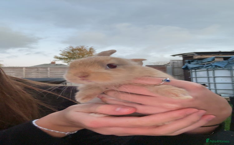 Rex rabbits - Advert 1