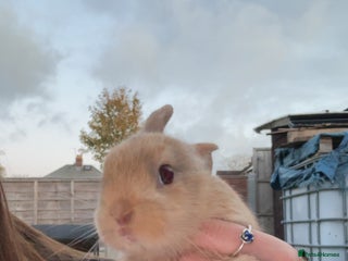 Rex rabbits - Advert 1