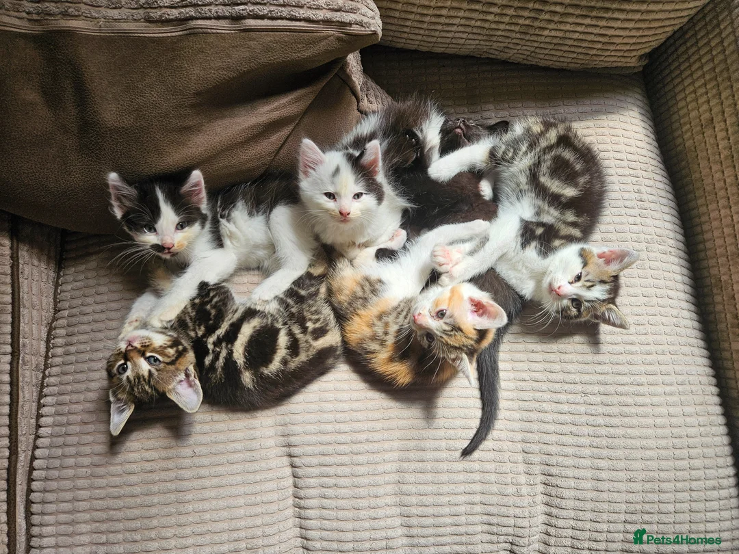 Mixed Breed cats for sale: Mixture of Colour kittens in Birmingham - Advert 2