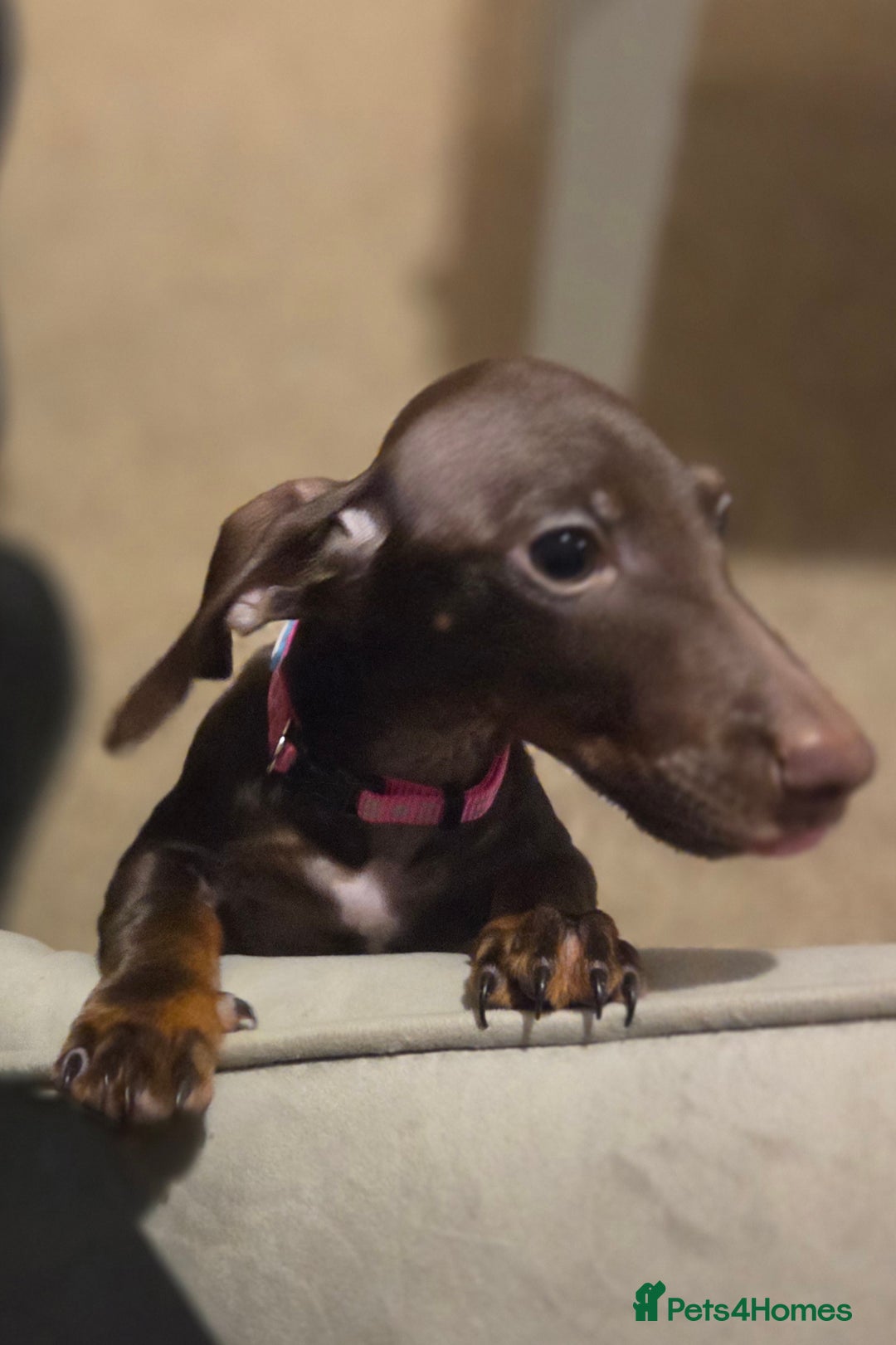 Dachshund dogs for sale: Female Dachshund Puppy - Advert 3