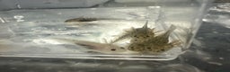 Axolotl reptiles for sale: Baby axolotls  - Advert 1