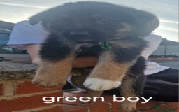 Mixed Breed dogs for sale: German shepherd x border collie pups  - Image 7