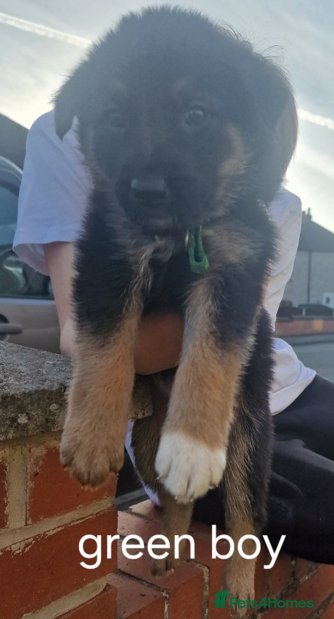 Mixed Breed dogs for sale: German shepherd x border collie pups  - Image 7