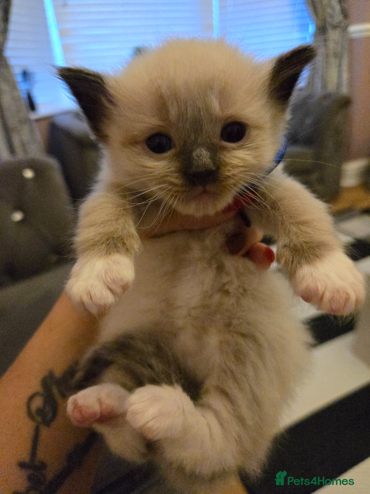 Ragdoll cats for sale: Stunning litter of Purebred Ragdoll kittens - Advert 25