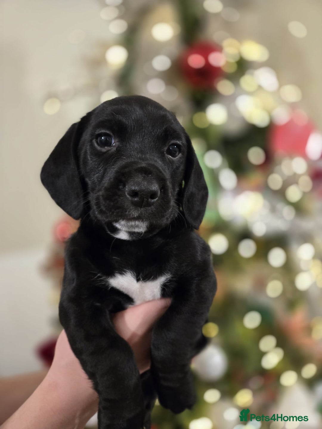 Mixed Breed dogs for sale: Cockerjack puppies READY NOW - Advert 3