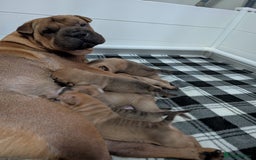 Shar Pei dogs for sale: Shar pei puppies  - Image 9