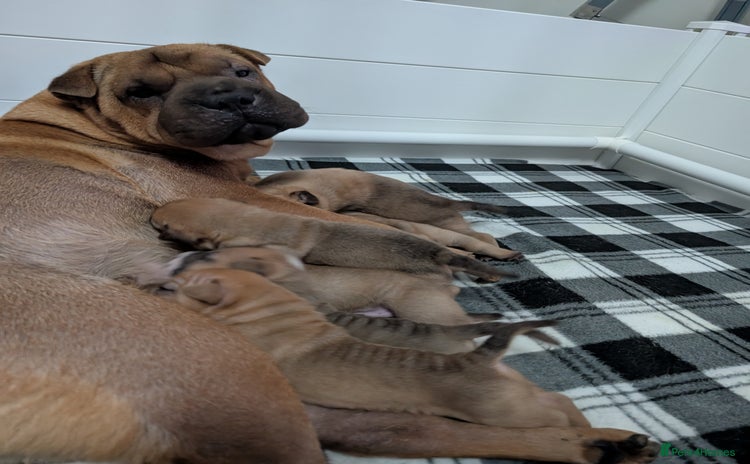 Shar Pei dogs - Advert 1