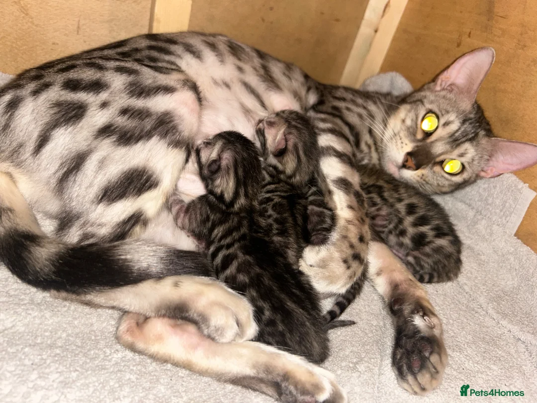 Bengal cats for sale: 4 Gorgeous Bengal Kittens ready for reservation  - Advert 40