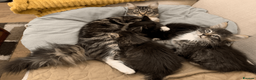 Maine Coon cats for sale: Maine Coon Absolutely Beautiful Kittens For Sale  in London - Advert 14