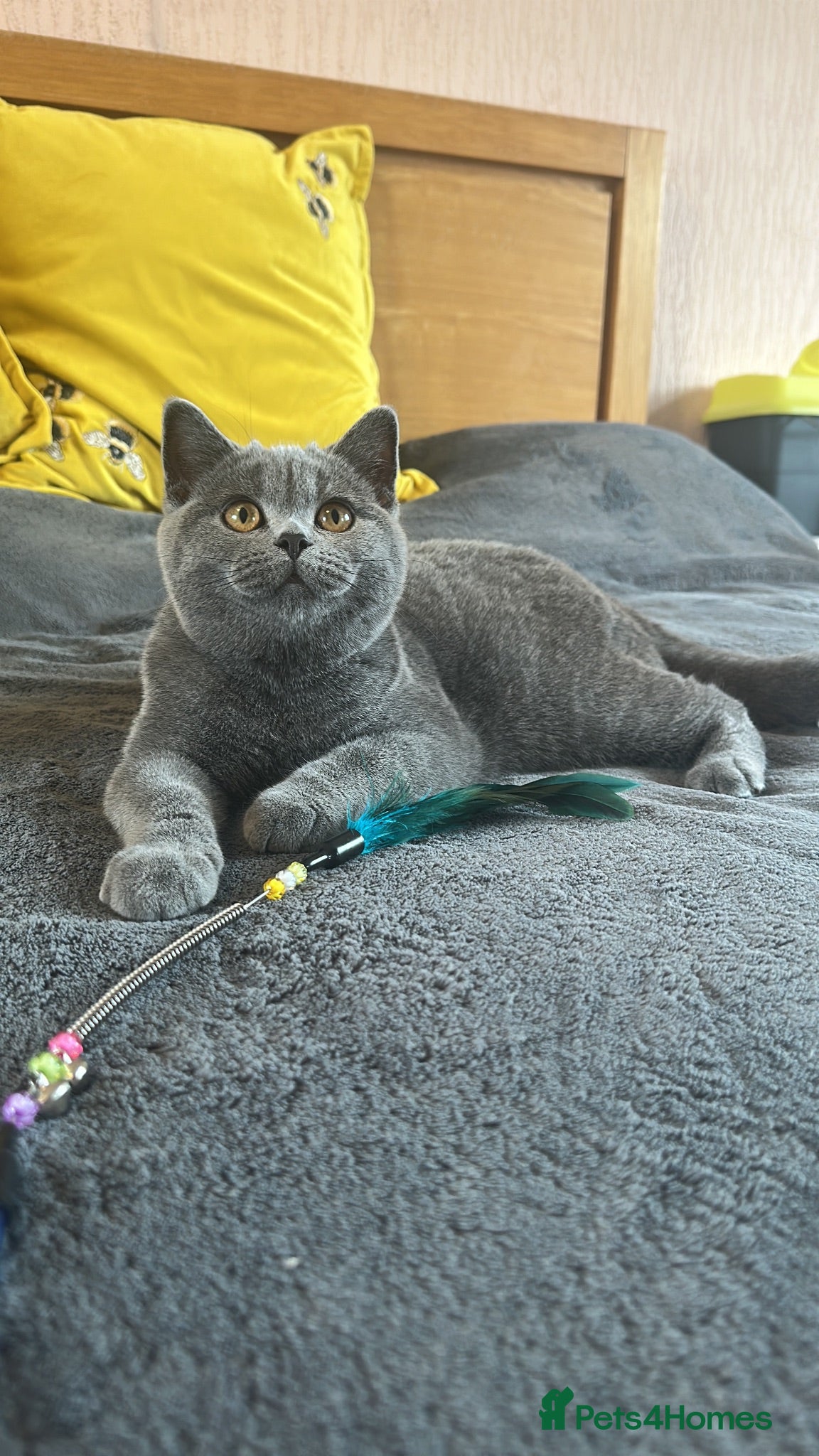 British Shorthair cats Gccf registered kittens  - Advert 2