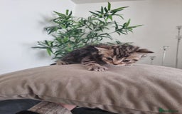 Mixed Breed cats for sale: Half british shorthair kittens - Image 3