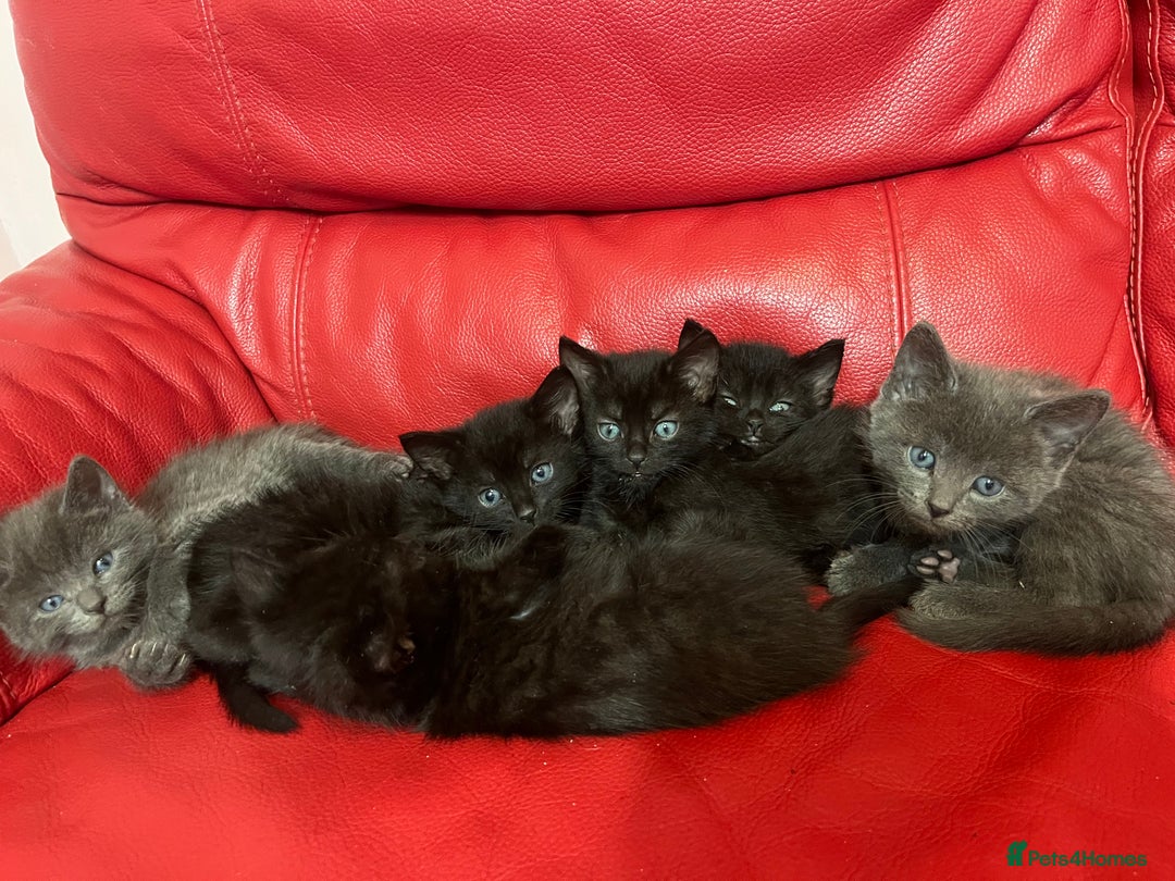 British Shorthair cats for sale: Cute kittens looking for new home. - Image 4
