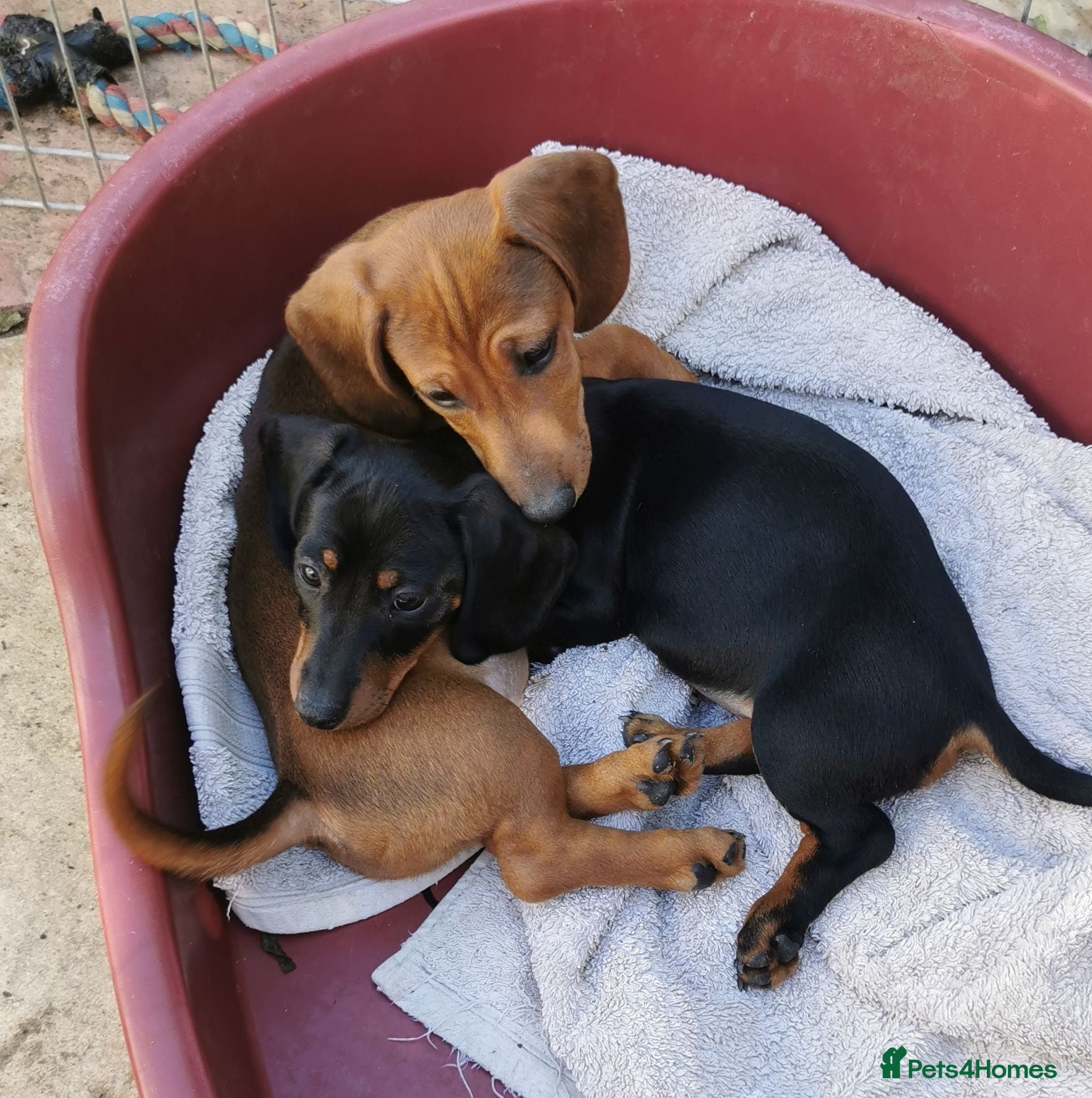 Dachshund dogs  Unusual Playful miniature Dachshound pups  - Advert 1