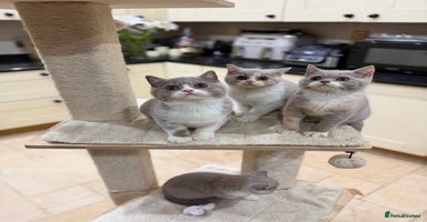 British Shorthair cats Full Pedigree Registered BSH from Trusted Breeder - Advert 2