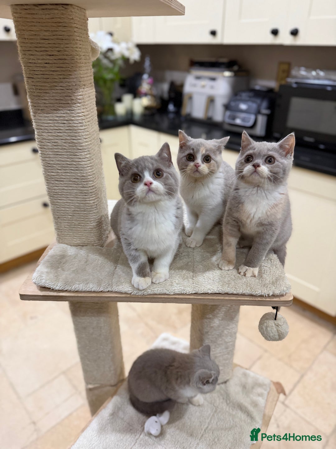 British Shorthair cats for sale: 😽Full Pedigree Registered BSH🌷Trusted Breeder - Advert 12