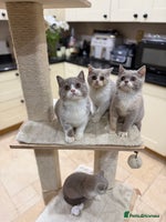 British Shorthair cats Full Pedigree Registered BSH from Trusted Breeder - Advert 2