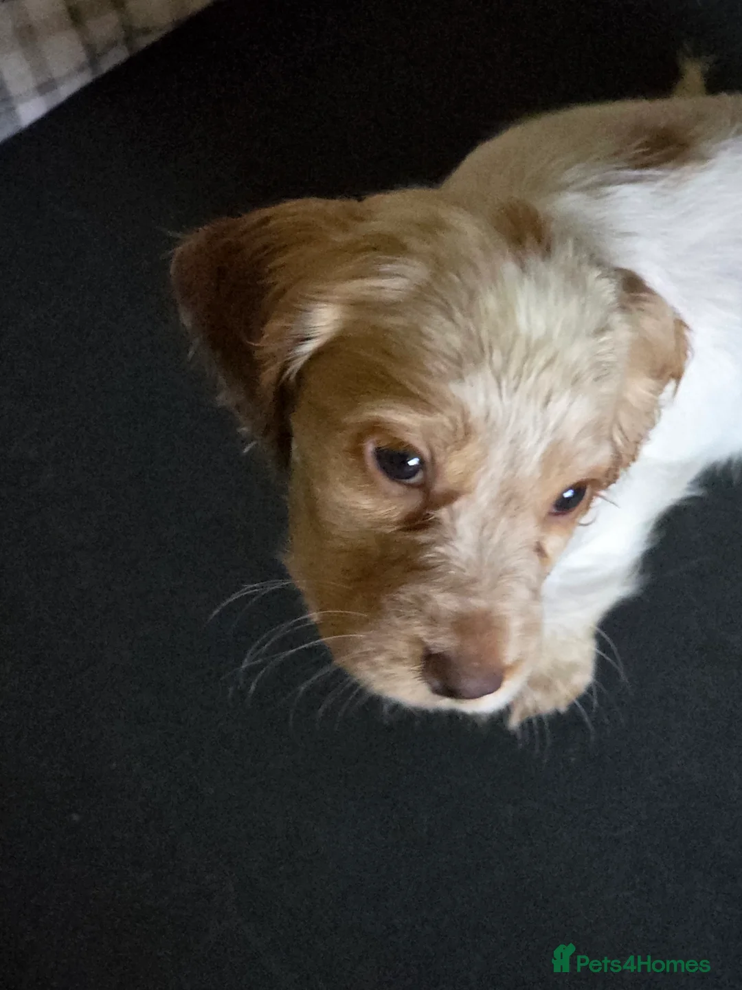 Cocker Spaniel dogs for sale: 5 adorable cocker spaniels for sale  - Advert 7