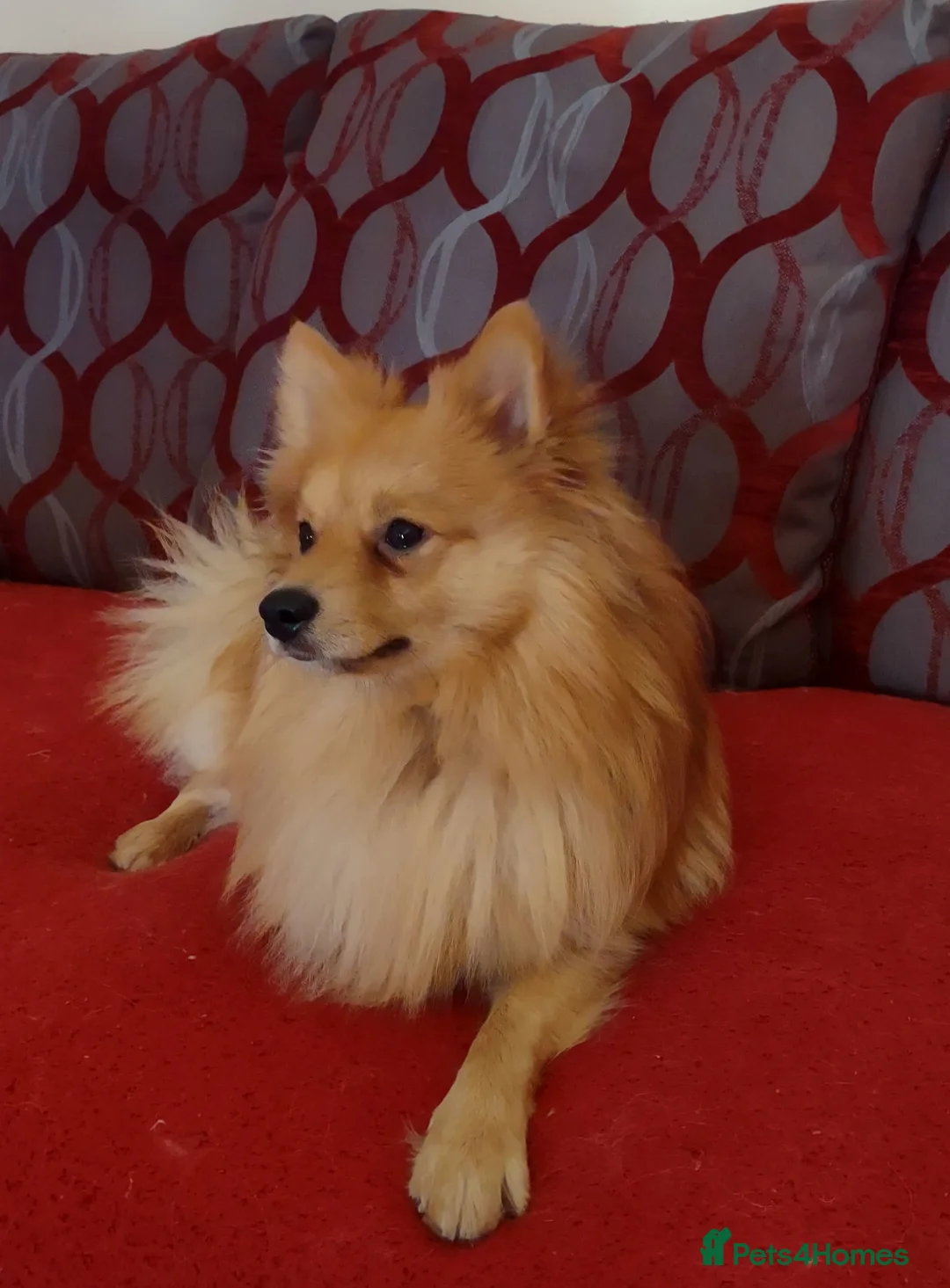German Spitz dogs for sale: Good home wanted for adult German spitz  - Advert 1