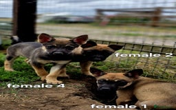 Mixed Breed dogs for sale: Stunning Shepsky Pups! - Image 13