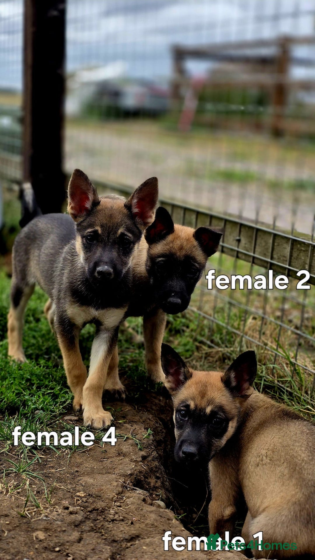 Mixed Breed dogs for sale: Stunning Shepsky Pups! - Image 13