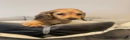 Miniature Dachshund dogs for sale: READY NOW Kc reg boys & girls - Advert 9