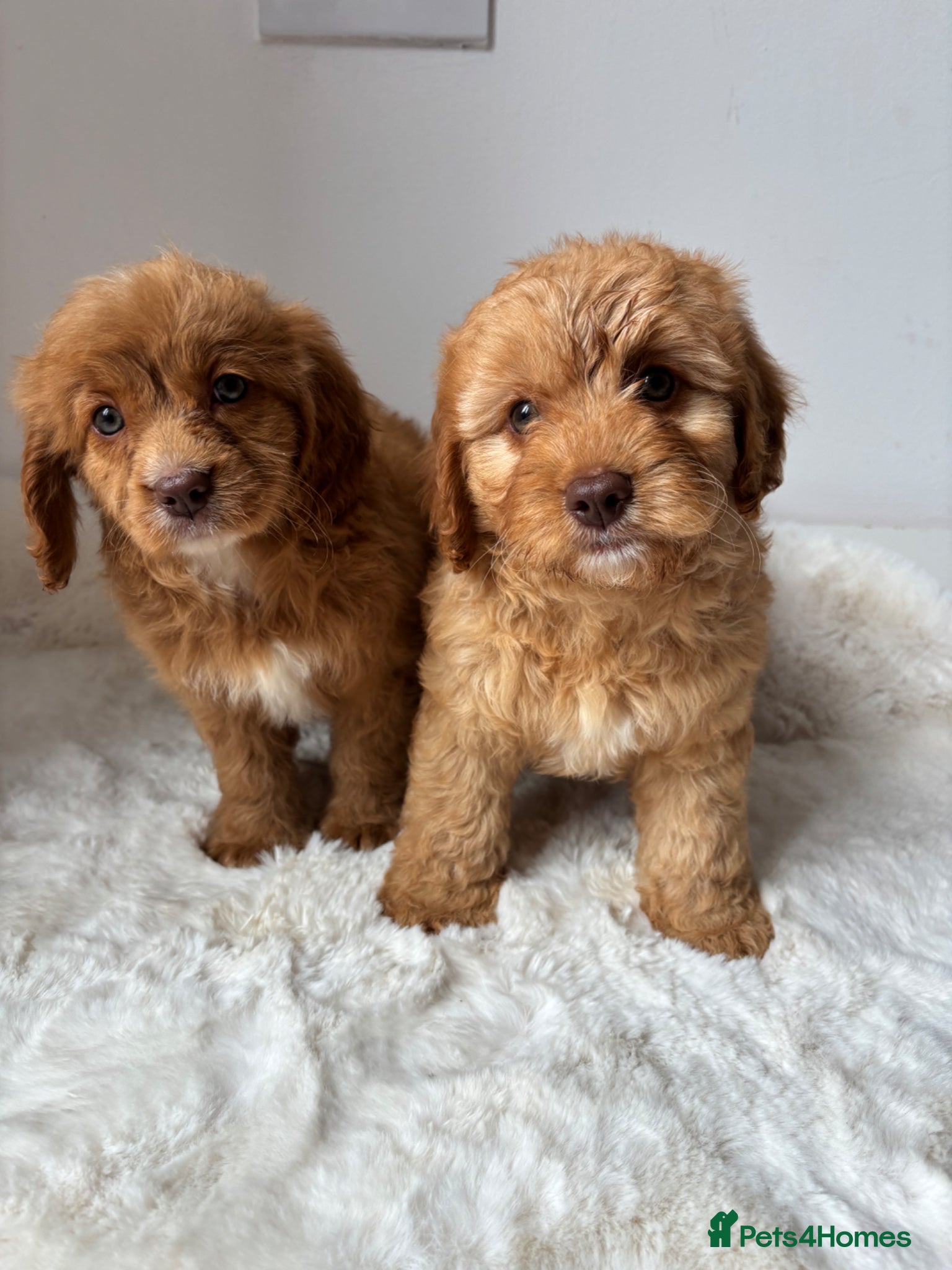 Cavapoo dogs Cavapoo ready to go 8th June  - Advert 4