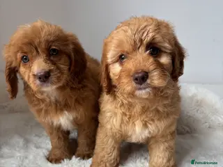 Cavapoo dogs Cavapoo ready to go 8th June - Advert 2