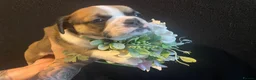 French Bulldog dogs for sale: EXCEPTIONAL LITTER OF FRENCH BULLDOG PUPPIES - Advert 13