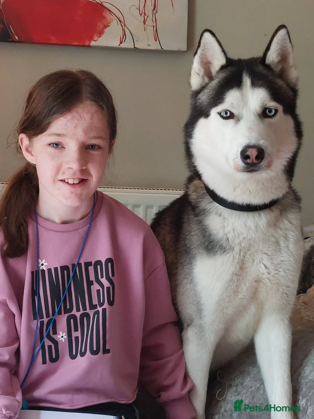 Siberian Husky dogs for stud: BLUE EYED HUSKY FOR STUD in Doncaster - Advert 33